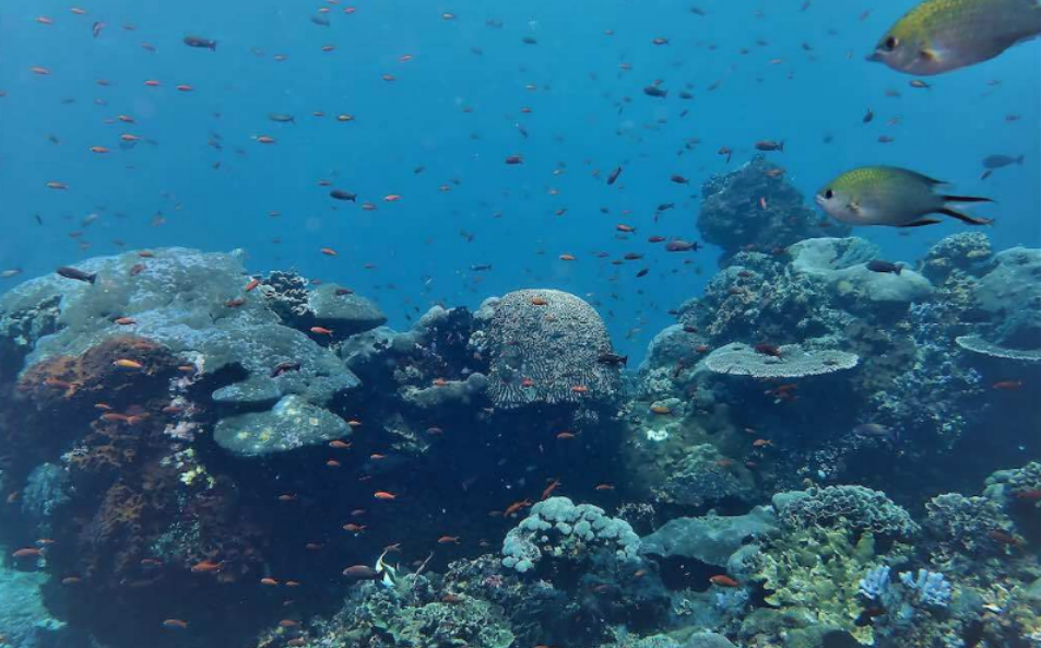 Petualangan menyelam di Nusa Penida Bali